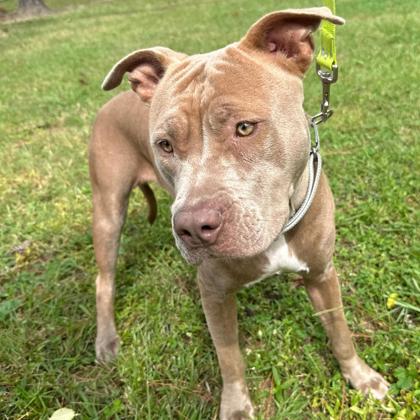 07244B WAFFLE - American Staffordshire Terrier / Mix available for adoption