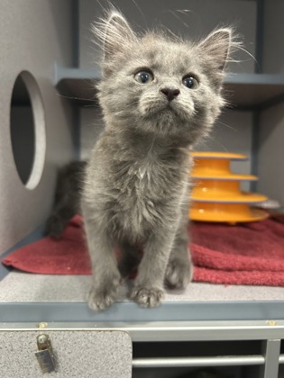 07409B MERRIWEATHER - Domestic Medium Hair / Mix available for adoption
