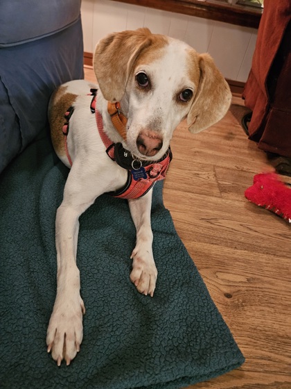 00382b Sugar - Adoption Ambassador photo