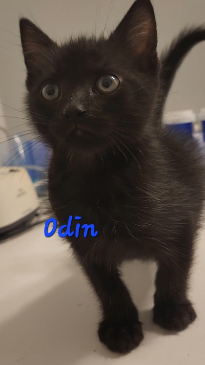3877B Odin Adoption Ambassador photo