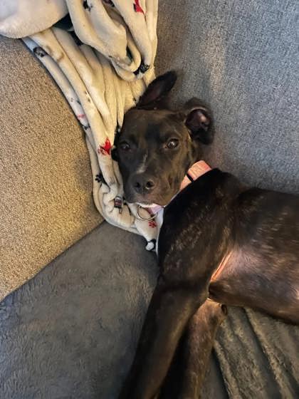 01465B Aurora - Adoption Ambassador photo