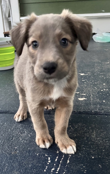 07711B Luna Adoption Ambassador