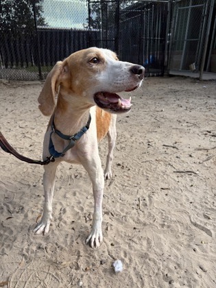 07688B ARCHIE - Hound / Mix available for adoption