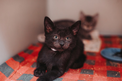 07725B LADY - Domestic Shorthair / Mix available for adoption