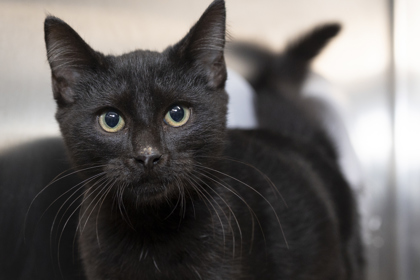07960B WINSTON - Domestic Shorthair / Mix available for adoption