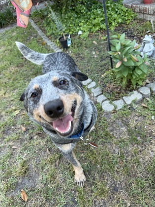 06555B Bandit - Adoption Ambassador photo