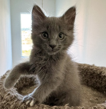 07407B MIDAS PETSMART SUMMERVILLE - Domestic Shorthair / Mix available for adoption