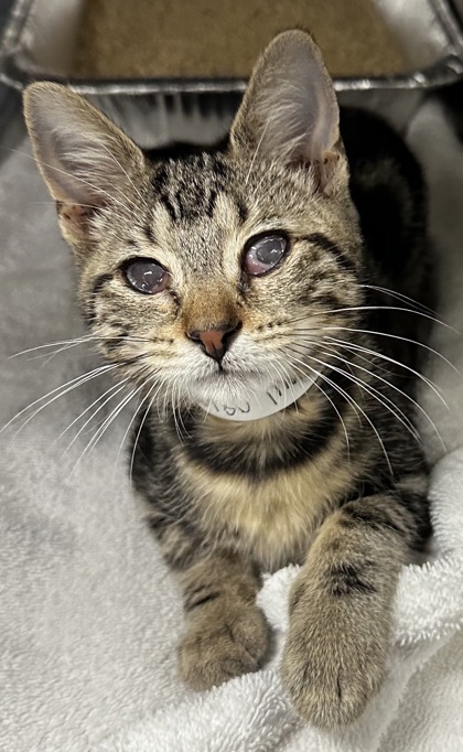 08127B WILLOW - ADOPTION AMBASSADOR - Domestic Shorthair / Mix available for adoption