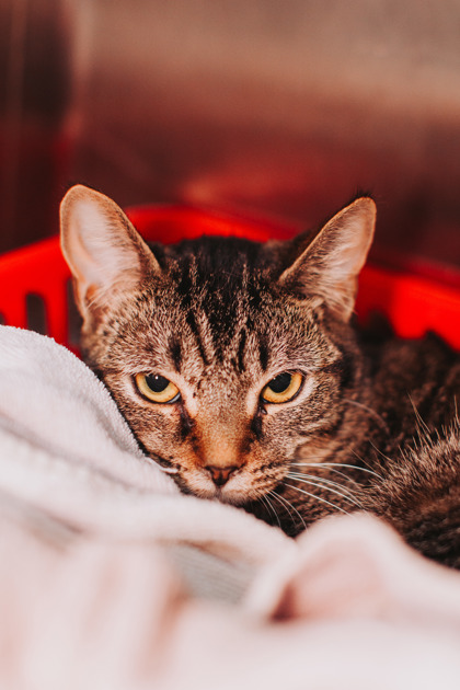 95027A ZIPPY - Domestic Shorthair / Mix available for adoption
