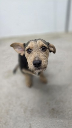 95491A Chewy