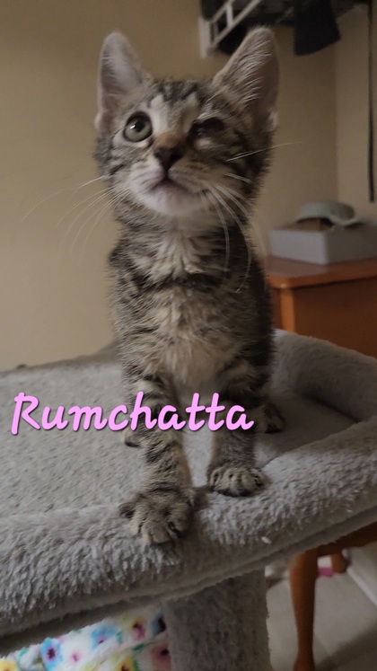 3813B Rumchata Adoption Ambassador photo