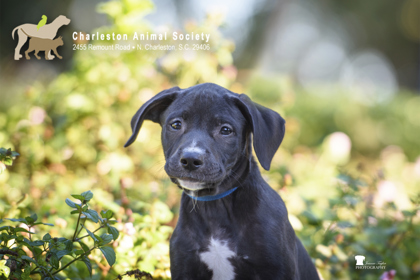 08539B BRUTUS - Labrador Retriever / Mix available for adoption