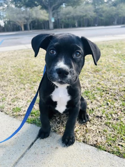 2728b Brooke - Adoption Ambassador photo