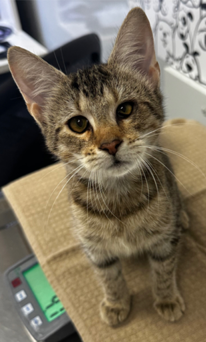 07487B BROWSER - PETSMART SUMMERVILLE - Domestic Shorthair / Mix available for adoption
