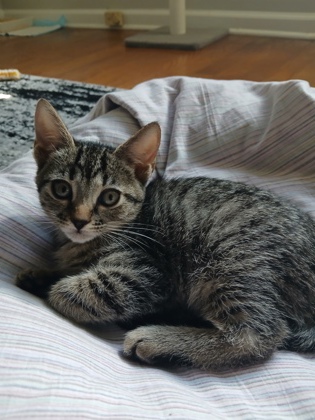 96761A HANNAH-PETSMART WEST ASHLEY - Domestic Shorthair / Mix available for adoption