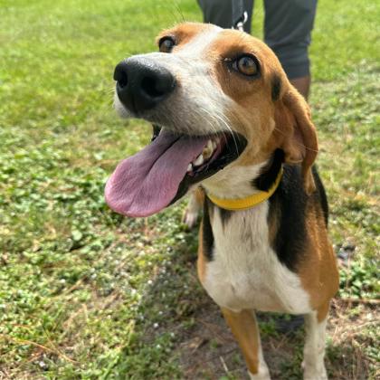 07835B NAVY - Hound / Mix available for adoption