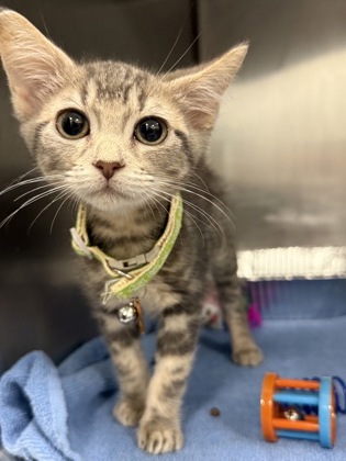 07011B WILLOW - Domestic Shorthair / Mix available for adoption