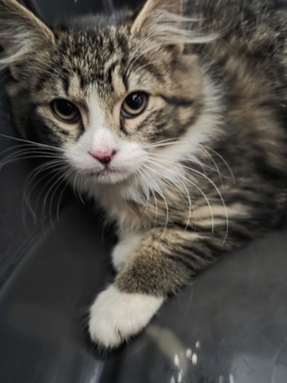 3413B Hayden- Barn Cat photo