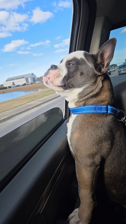 04055B Pumbaa - Adoption Ambassador photo