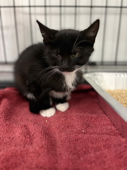 07909B GLADYS PETSMART SUMMERVILLE - Domestic Shorthair / Mix available for adoption