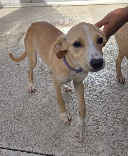 08563B HONEY - Hound / Mix available for adoption