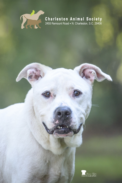 96674A BO - American Staffordshire Terrier / Mix for adoption in Mount Pleasant