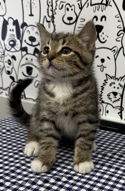 07198B CHURRO - Domestic Shorthair / Mix available for adoption