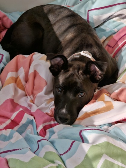 3239B Holly -Adoption Ambassador photo