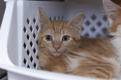 07612B LOUIE- PETSMART JAMES ISLAND - Domestic Shorthair / Mix available for adoption