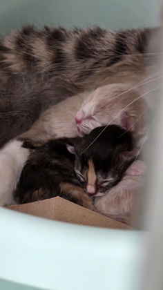 94375A Summer- Petco North Charleston