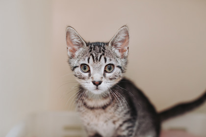 95256A OPALITE - Domestic Shorthair / Mix available for adoption