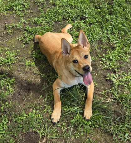 96741A BRIAR - Labrador Retriever / Mix available for adoption