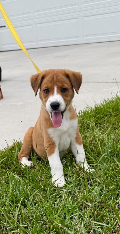 07716B FLOCKI - ADOPTION AMBASSADOR - Terrier / Mix available for adoption