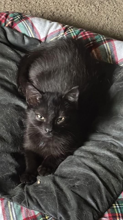 01785B Midnight - Adoption Ambassador photo