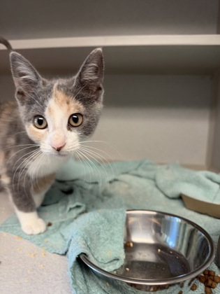 07739B HVAC - Domestic Shorthair / Mix available for adoption