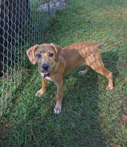Scooby photo