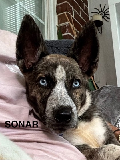 08034b Sonar Adoption Ambassador photo