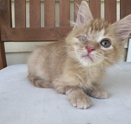 07008B CHARLIE - ADOPTION AMBASSADOR - Domestic Shorthair / Mix available for adoption