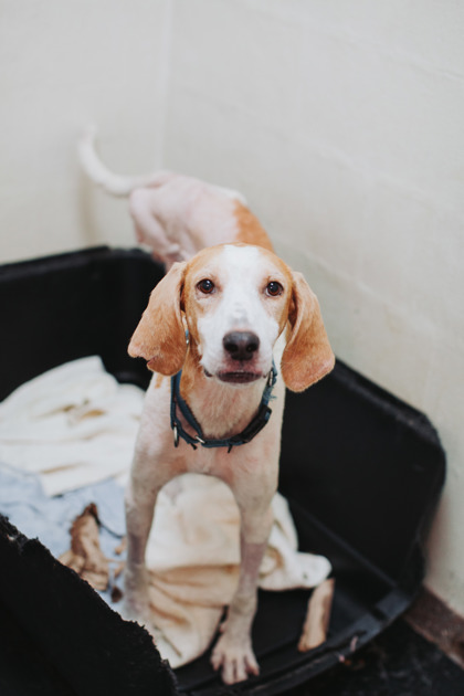 07688B ARCHIE - Hound / Mix available for adoption