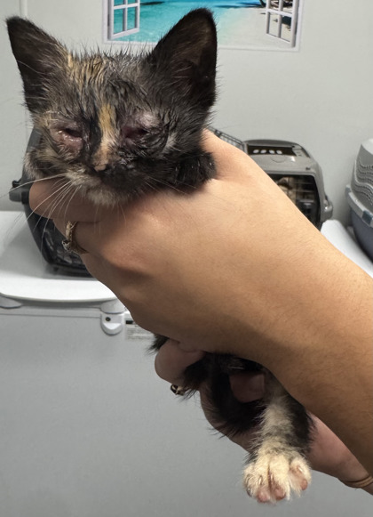 01675B Miranda photo