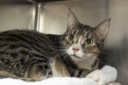 07674B SUNSET - Domestic Shorthair / Mix available for adoption