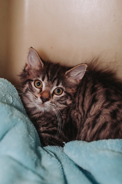 94605a Muffin- Petco West Ashley