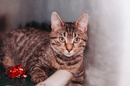 00760B LIZZ - Domestic Shorthair / Mix available for adoption