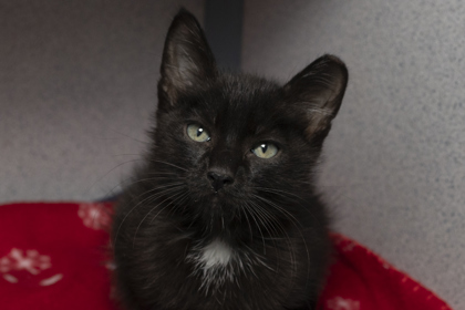 07516B MEPHISTOPHELES - - Domestic Shorthair / Mix available for adoption