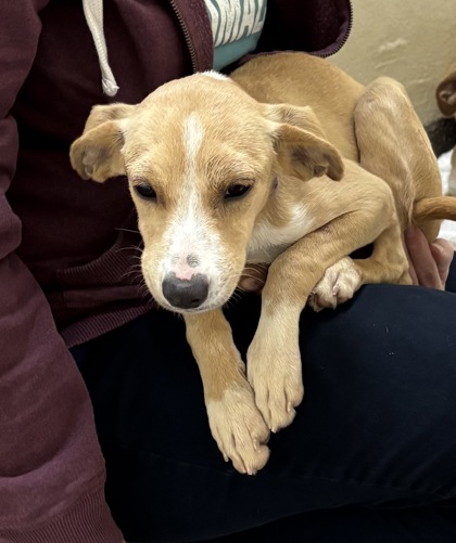 08562B BISCUIT - Hound / Mix available for adoption
