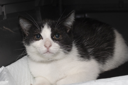 07189B BROOKE - Domestic Shorthair / Mix available for adoption