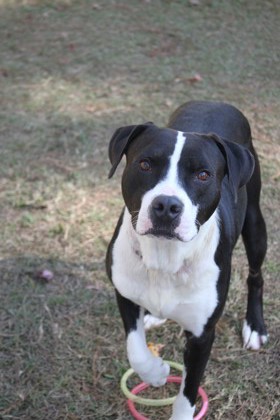 01835b Brisket - Adoption Ambassador photo