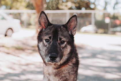94968A GRIMM - ADOPTION AMBASSADOR - Norwegian Elkhound / Mix available for adoption