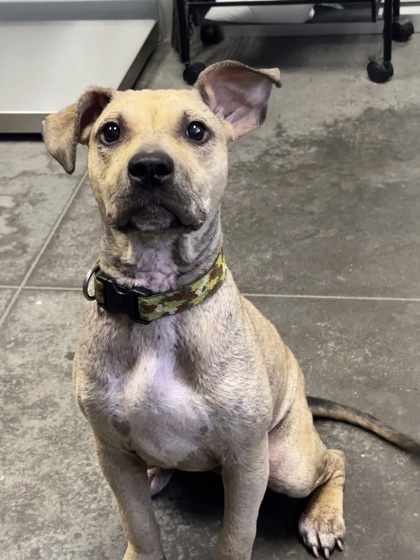 08480B Krackle Adoption Ambassador