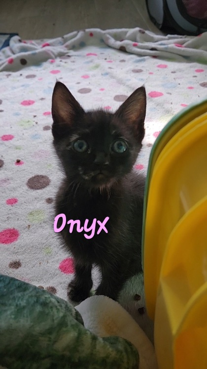3878B Onyx Adoption Ambassador photo